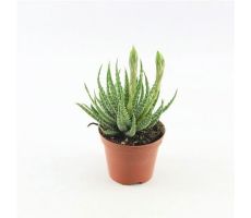 Aloe humilis shark pot 10,5cm, H 25cm - afbeelding 3