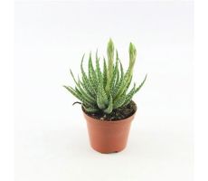 Aloe humilis shark pot 10,5cm, H 25cm - afbeelding 1