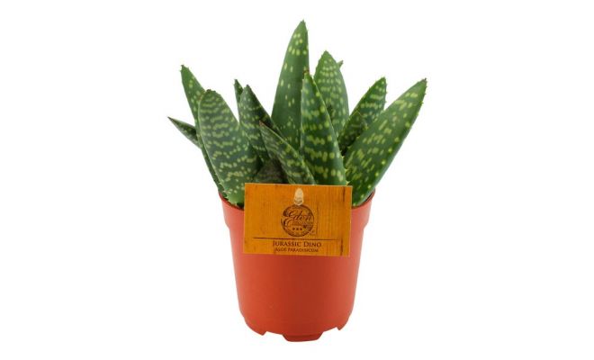 Aloe, pot 10,5 cm, h 15 cm