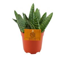 Aloe, pot 10,5 cm, h 15 cm