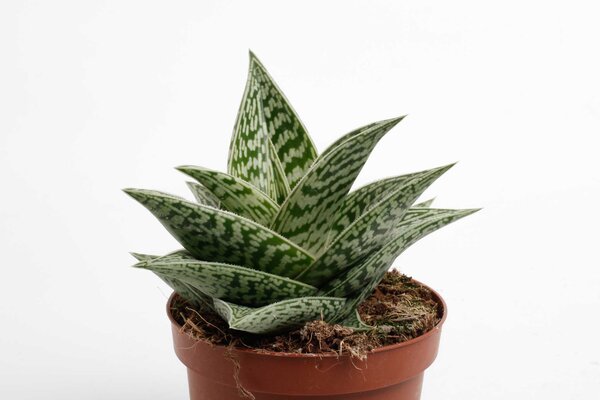 Aloe variegata 'Tribal, pot 10,5 cm, h 15 cm