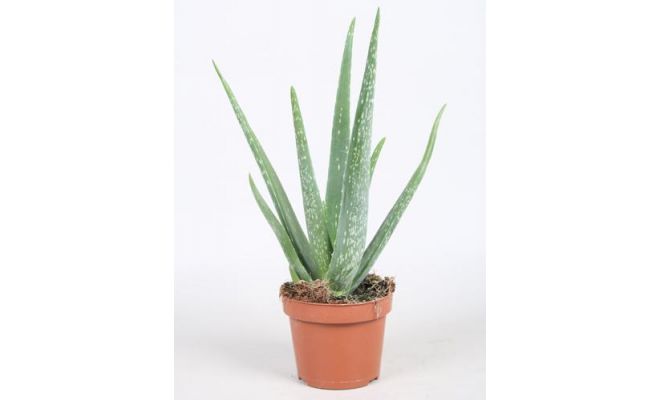 Aloe Vera, pot 10.5 cm, h 40 cm