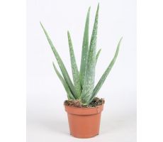 Aloe Vera, pot 10.5 cm, h 40 cm