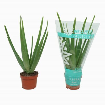Aloe vera, pot 10,5 cm, h 40 cm