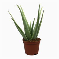 Aloe vera, pot 12 cm, h 35 cm