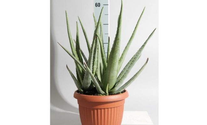 Aloe Vera, pot 12 cm, h 40 cm