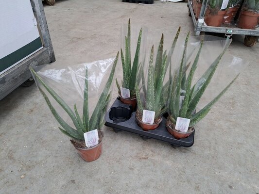 Aloe vera, pot 12 cm, h 45 cm