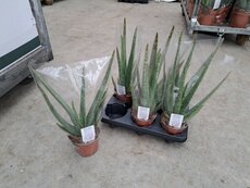 Aloe vera, pot 12 cm, h 45 cm