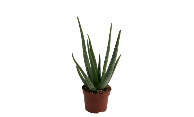 Aloe Vera, pot 15 cm, h 50 cm