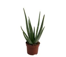 Aloe Vera, pot 15 cm, h 50 cm