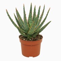Aloe zebrina, pot 10,5 cm, h 20 cm