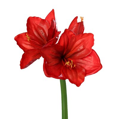 Amaryllis L 66 cm Rood