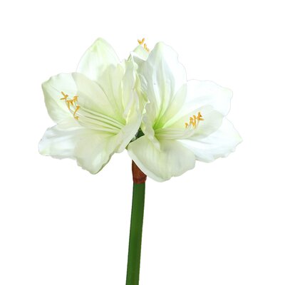 Amaryllis L 66 cm wit