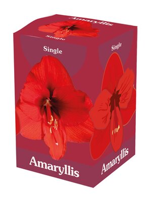 Amaryllis enkel rood ds 1 stuks