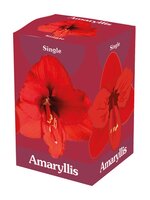 Amaryllis enkel rood ds 1 stuks