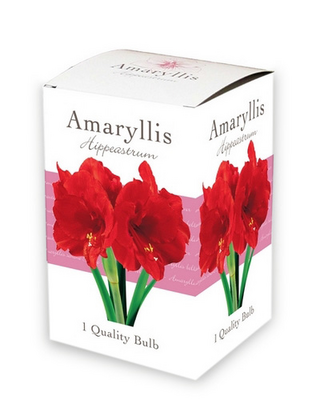 Amaryllis rood ds 1st