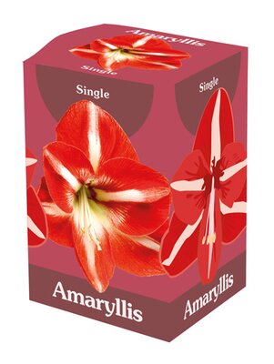 Amaryllis enkel rood/wit ds 1 stuks