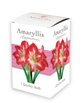 Amaryllis rood/wit ds 1st