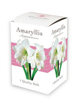 Amaryllis wit ds 1st