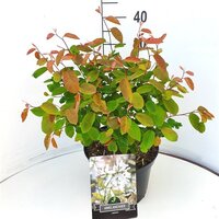 Amelanchier lamarckii, pot 19 cm, h 70 cm - afbeelding 2