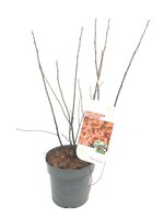 Amelanchier lamarckii, pot 19 cm, h 70 cm - afbeelding 2