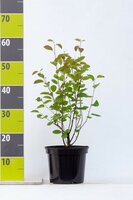 Amelanchier lamarckii, pot 23 cm, h 55 cm