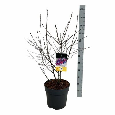 Amelanchier lamarckii, pot 26 cm, h 120 cm