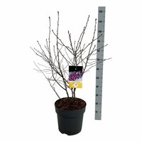 Amelanchier lamarckii, pot 26 cm, h 120 cm