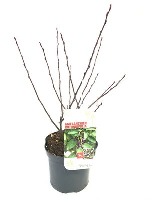 Amelanchier rotundifolia, pot 19 cm, h 70 cm