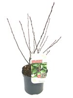 Amelanchier rotundifolia, pot 19 cm, h 70 cm