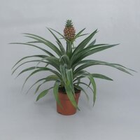 Ananas 'Mi Amigo, pot 12 cm, h 40 cm - afbeelding 2