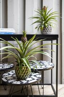 Ananas  'Mi Amigo, pot 12 cm, h 40 cm - afbeelding 2