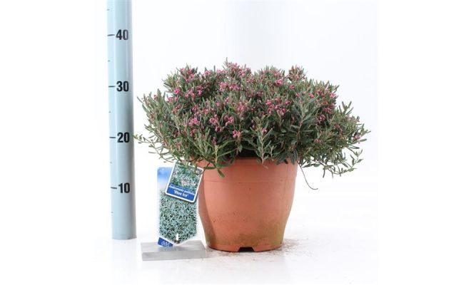 Andromeda Blue Ice, pot 17, h 30 cm - afbeelding 1