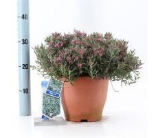 Andromeda Blue Ice, pot 17, h 30 cm - afbeelding 1