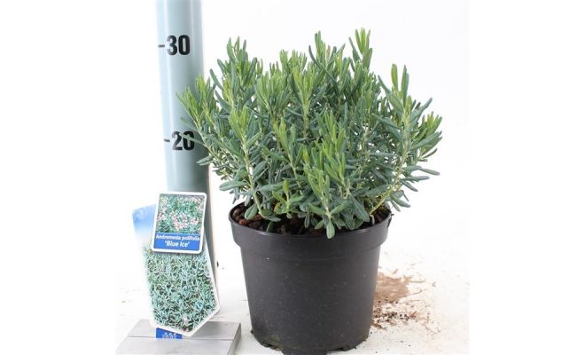 Andromeda pol. Blue Ice,  pot 17 cm, h 25 cm