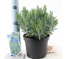 Andromeda pol. Blue Ice, pot 17 cm, h 25 cm