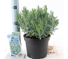 Andromeda polifolia Blue Ice, pot 17 cm, h 35 cm