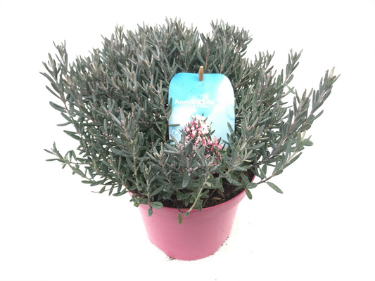 Andromeda polifolia 'Blue Lagoon, pot 17 cm, h 20 cm