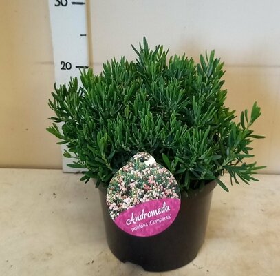 Andromeda polifolia 'Compacta' p23cm h30cm - afbeelding 1