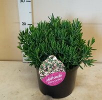 Andromeda polifolia 'Compacta' p23cm h30cm - afbeelding 1