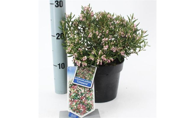 Andromeda Polifolia Compacta, pot 17 cm, h 30 cm - afbeelding 1