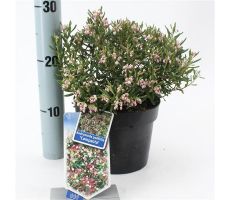 Andromeda Polifolia Compacta, pot 17 cm, h 30 cm - afbeelding 4