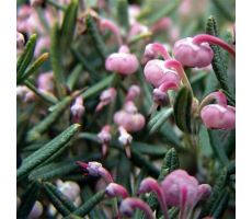 Andromeda Polifolia Compacta, pot 17 cm, h 30 cm - afbeelding 2