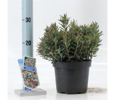 Andromeda Polifolia Compacta, pot 17 cm, h 30 cm - afbeelding 3