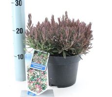 Andromeda Polifolia Compacta, pot 17 cm, h 30 cm - afbeelding 4