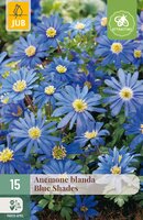 Anemone blanda Blue Shades, 15 stuks
