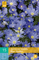 Anemone blanda blue shades 15st - afbeelding 3