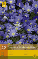 Anemone blanda blue shades 15st - afbeelding 3