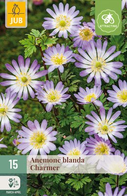 Anemone blanda Charmer, 15 stuks