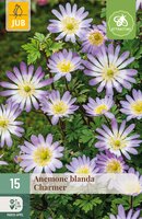 Anemone blanda Charmer, 15 stuks